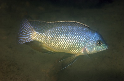 Protomelas fenestratus 'Mumbo Island'